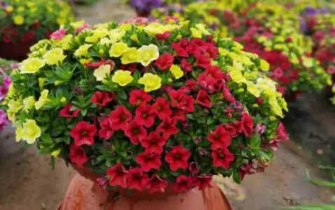 舞春花怎么种