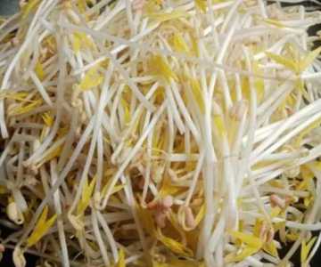 豆芽怎么种