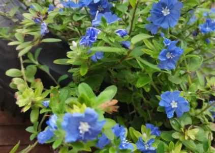 蓝星花怎么种
