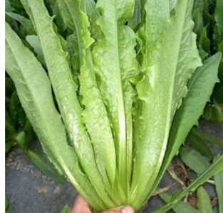 油麦菜怎么种