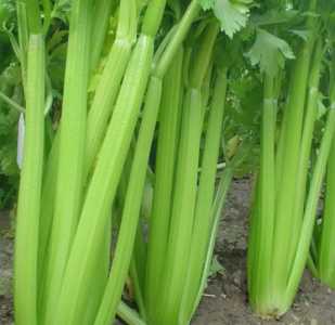 芹菜怎么种快