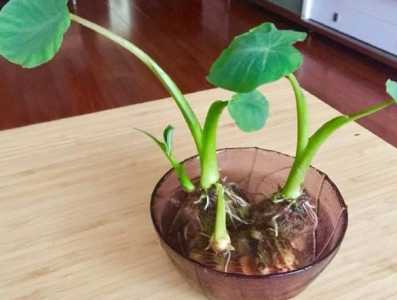 怎么种芋头水培