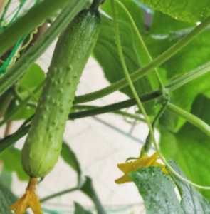 花盆黄瓜怎么种