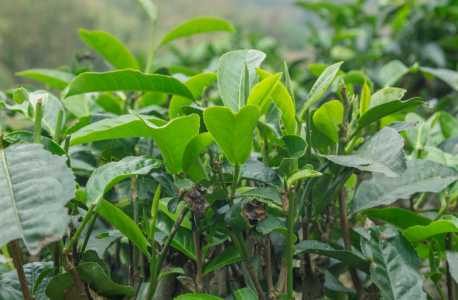 茶树怎么种法