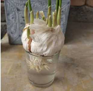 蒜头怎么种水里