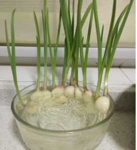 水怎么种蒜
