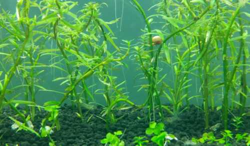 沙石怎么种水草