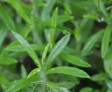木里香怎么种？