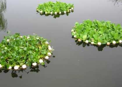 深水植物怎么种？