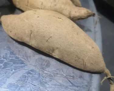 白薯出芽怎么种？