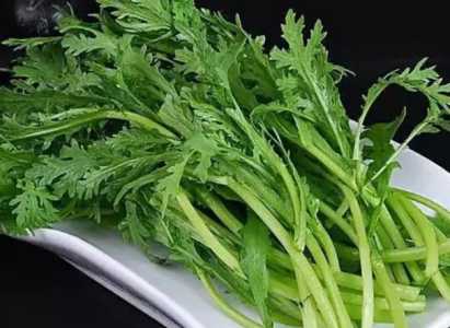 怎么种茼蒿苦苣？
