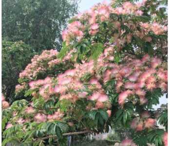 怎么种绒花树