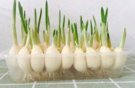 蒜苗怎么种水里