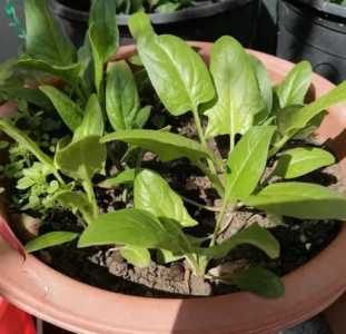 花盆菠菜怎么种