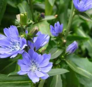 菊茞怎么种？