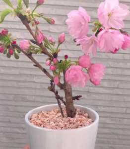 怎么种迷你花草？