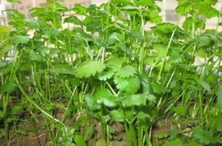 你怎么种香菜