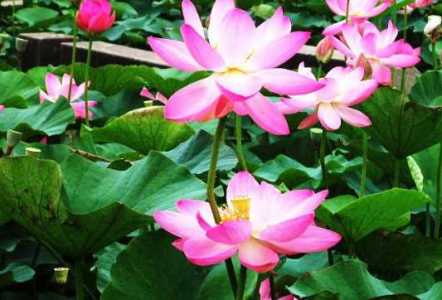 莲花怎么种吗