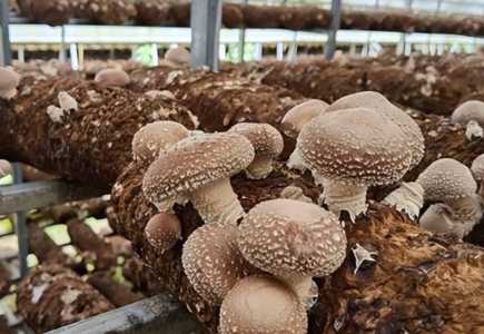 香菇怎么种更好