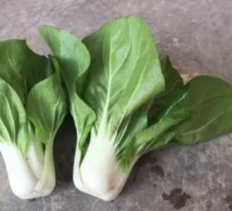 矮脚白菜怎么种？