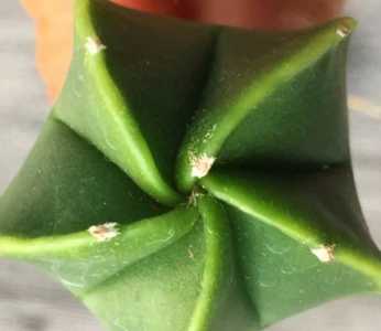 琉璃鸾凤怎么种？