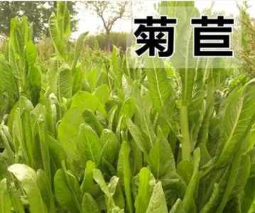 菊苣牧草怎么种？