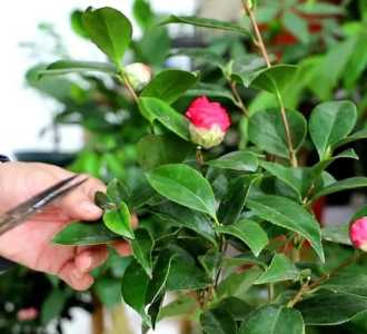饼肥怎么种茶花？