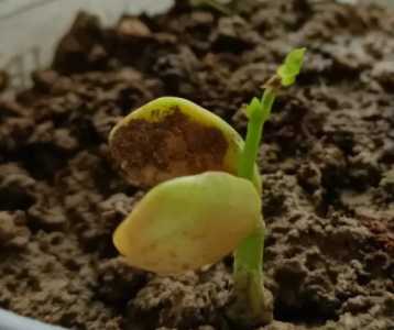 种豆怎么种好吃?