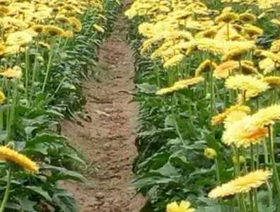 大棚菊花怎么种？