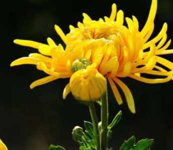 菊花怎么种发芽