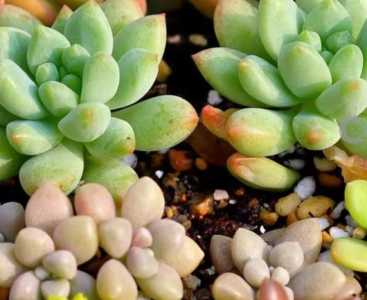 角花怎么种？