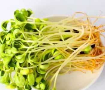怎么种好豆芽？