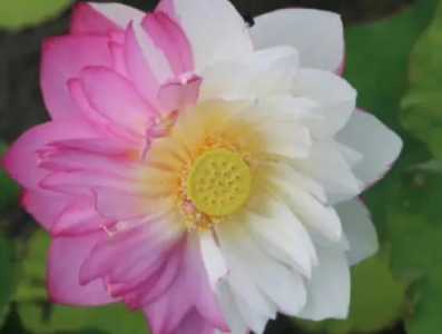 小连花怎么种？