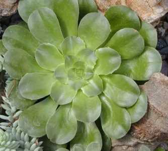 莲花掌怎么种?