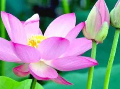莲花睡莲怎么种?