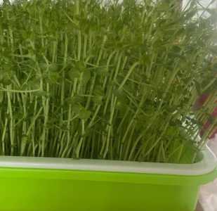 豆苗怎么种好吃?