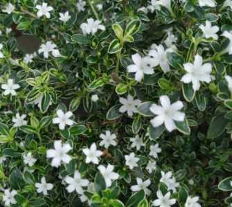 六月雪的养殖方法和注意事项有哪些