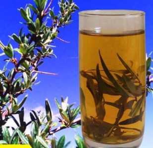 沙棘茶怎么种？