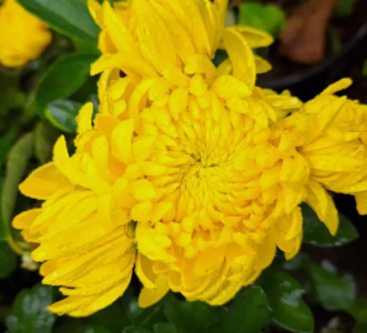 菊花什么季节开花？