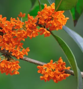 桂花什么季节开花？