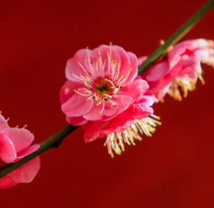梅花什么季节开花？