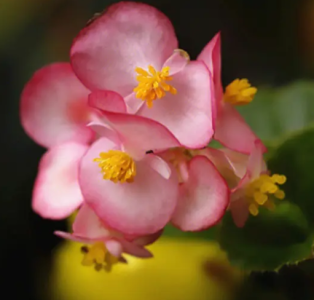 海棠什么季节开花？