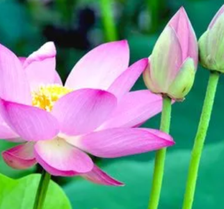 莲花什么季节开花？