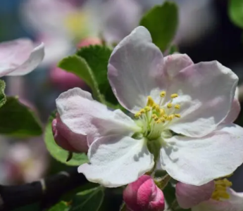 苹果什么季节开花？