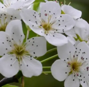 梨花什么季节开花？