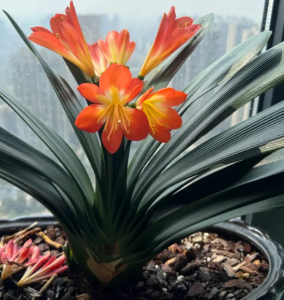 君子兰什么季节开花？
