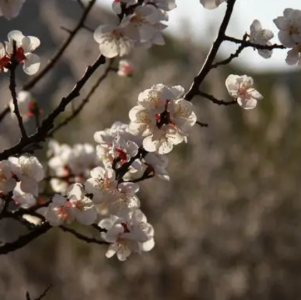 杏花什么季节开花？