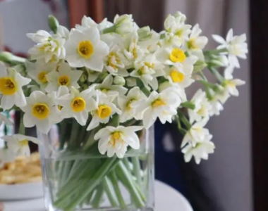 水仙花什么季节开花？