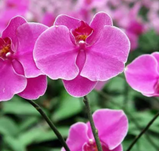蝴蝶兰什么季节开花？