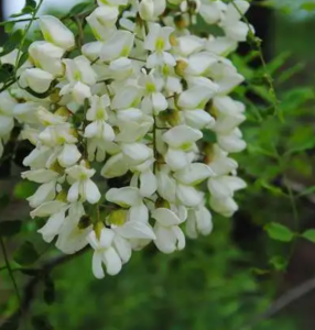 槐花什么季节开花？